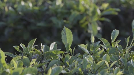 emerald tea leaves in vibrant plantation