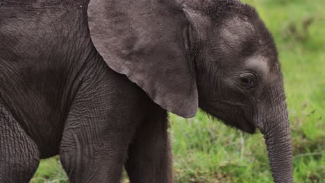 Toma-En-Cámara-Lenta-Del-Primer-Plano-De-La-Cara-De-Elefante-Bebé-Comiendo-Mientras-Camina-Juguetonamente-A-Través-De-La-Reserva-Nacional-Maasai-Mara,-Vida-Salvaje-Africana-En-Kenia,-Animales-Safari-Africanos-En-Masai-Mara