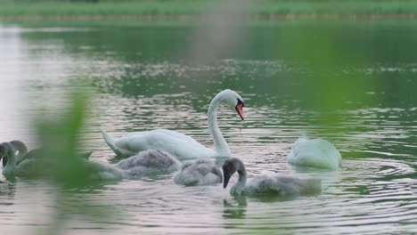 Dos-Cisnes-Mudos-Y-Sus-Cygnets-Comiendo-Plantas-Submarinas-Cerca-De-La-Orilla