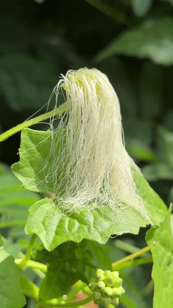 Close-up of Delicate White Flower Filaments on Green Leaf