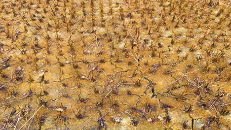 panning shot of dried soil with dead crops, representing drought concept and climate change