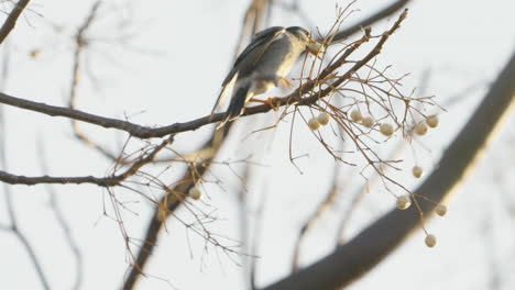 Grey-Starling-Bird-Perched-On-A-Twig-While-Trying-To-Eat-Fruit-From-Tree