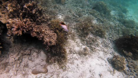 Peces-De-Colores-Nadan-Sobre-Un-Arrecife-De-Coral-En-Filipinas