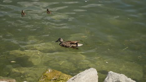 duck and its young paddle through the water with charming coordination