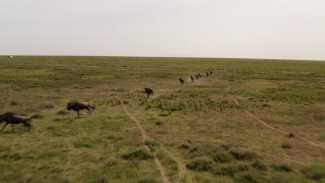 Manada-De-ñus-Moviéndose-A-Través-Del-Valle-Del-Serengeti-En-Un-Día-Nublado-Durante-La-Temporada-De-Migración,-Parque-Nacional-Del-Serengeti,-Tanzania