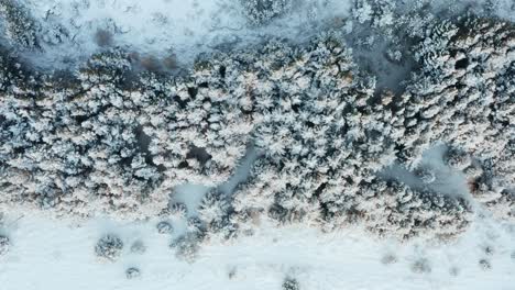 Antena-De-Arriba-Hacia-Abajo-De-Las-Copas-De-Los-Pinos-Cubiertas-De-Nieve-Blanca,-Islandia