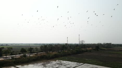 large flock of birds flying over rural landscape with fields and road