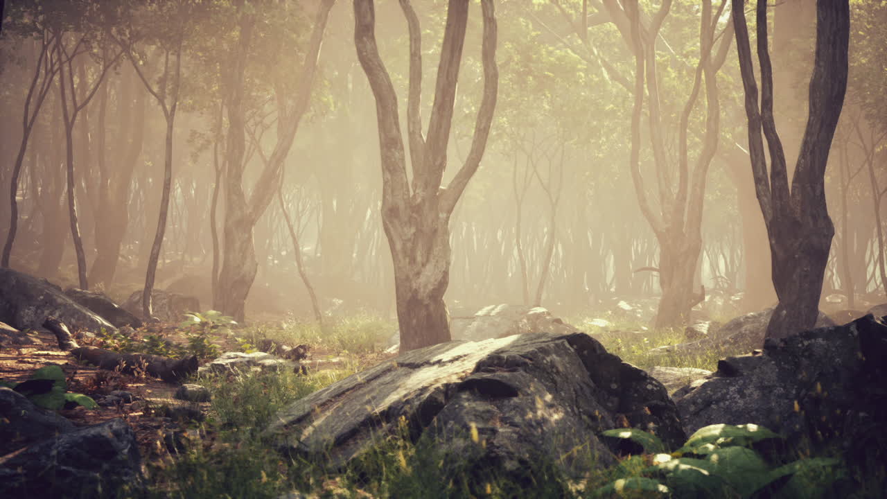 안개가 가득한 숲길