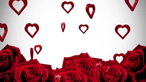 Animation-Von-Goldenen-Herzen-über-Rosen-Auf-Weißem-Hintergrund