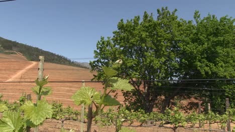 Weinberg-An-Den-Hängen-Des-Berges-Stellenbosch