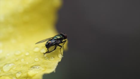 Fliege-Auf-Der-Blume-Im-Brisbane-Garden,-Australien