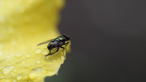 volar sobre la flor en el jardín de brisbane, australia