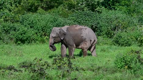 Los-Elefantes-Asiáticos-Son-Especies-En-Peligro-De-Extinción-Y-También-Son-Residentes-De-Tailandia