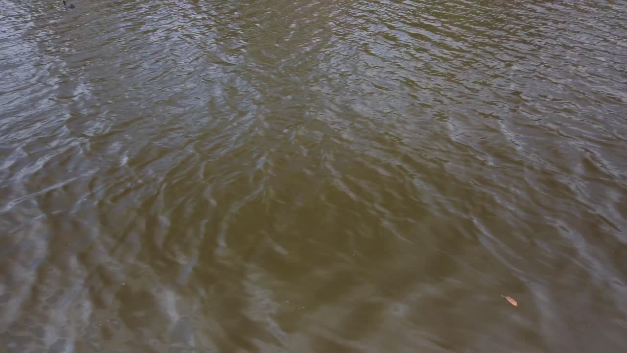 río marrón sucio, agua oscura en el parque