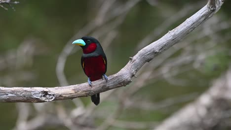 pico ancho negro y rojo, cymbirhynchus macrorhynchos, kaeng krachan, tailandia