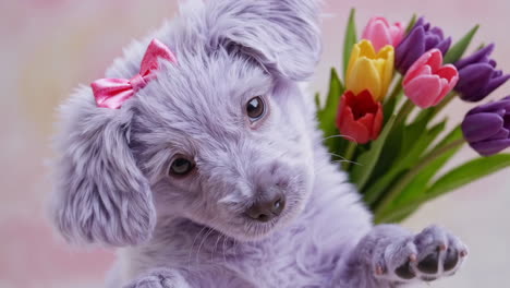 purple puppy with tulip bouquet