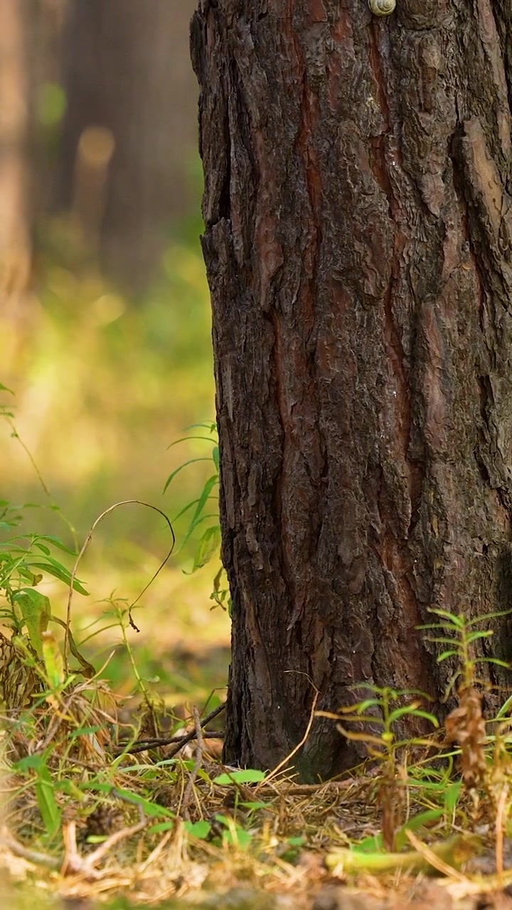 Un'inquadratura verticale cinematografica di un lussureggiante sottobosco con piccole piante verdi e corteccia di pino testurizzata sotto la calda luce del sole, che mostra sostenibilità e benessere nella natura