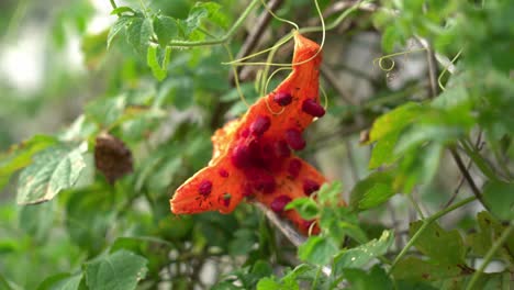 beautiful shot of colorful open cerasee kerala bitter melon plant with kerala hanging from vines used to make herbal healthy teagood for weight loss