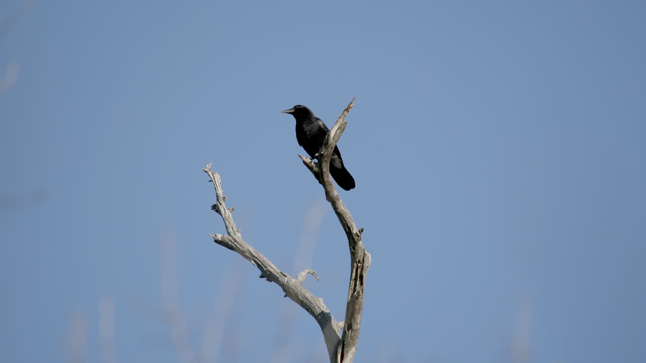 Corvo nero posato sulla cima di un albero morto.