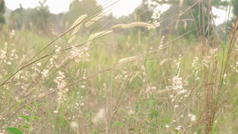 small-grass-growing-in-the-bushes