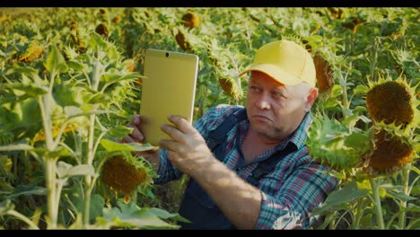 farmer using tablet in sunflower field