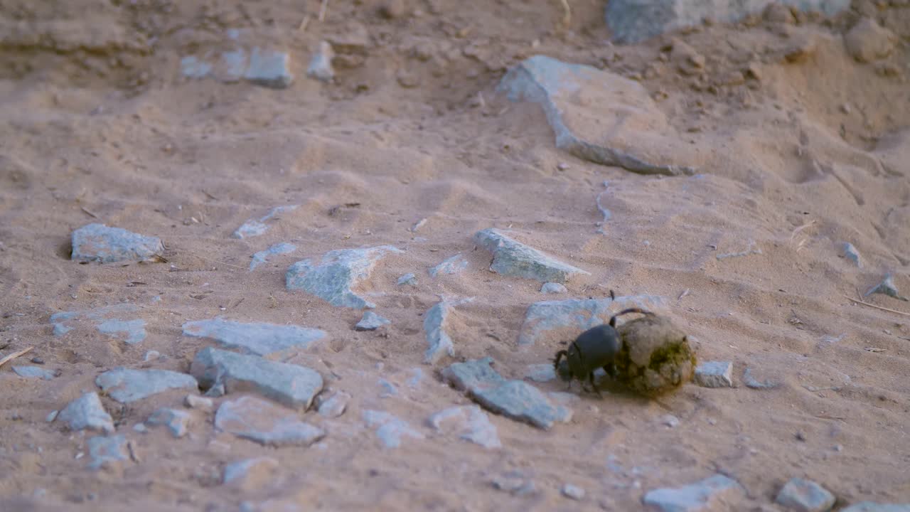 Dung Beetle Rolling Dung 01