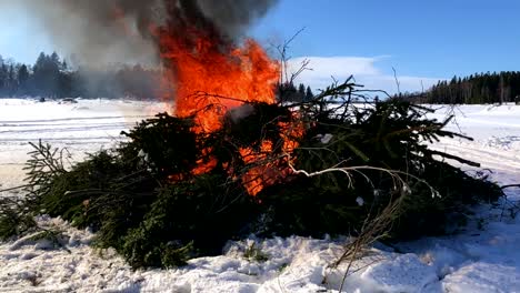 burning pine and spruce wood branches, fire on the ice