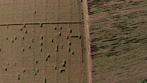 Hileras-De-Heno-Agrupadas-En-El-Campo-De-Una-Granja-Orgánica---Vista-Aérea