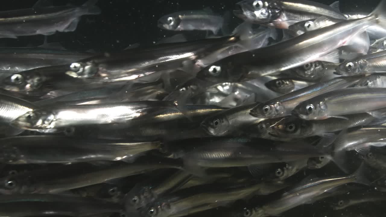 Capelin displaying spawning behaviour in the shallow waters of the Newfoundland coast in Canada
