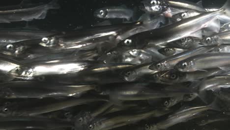 capelin displaying spawning behaviour in the shallow waters of the newfoundland coast in canada