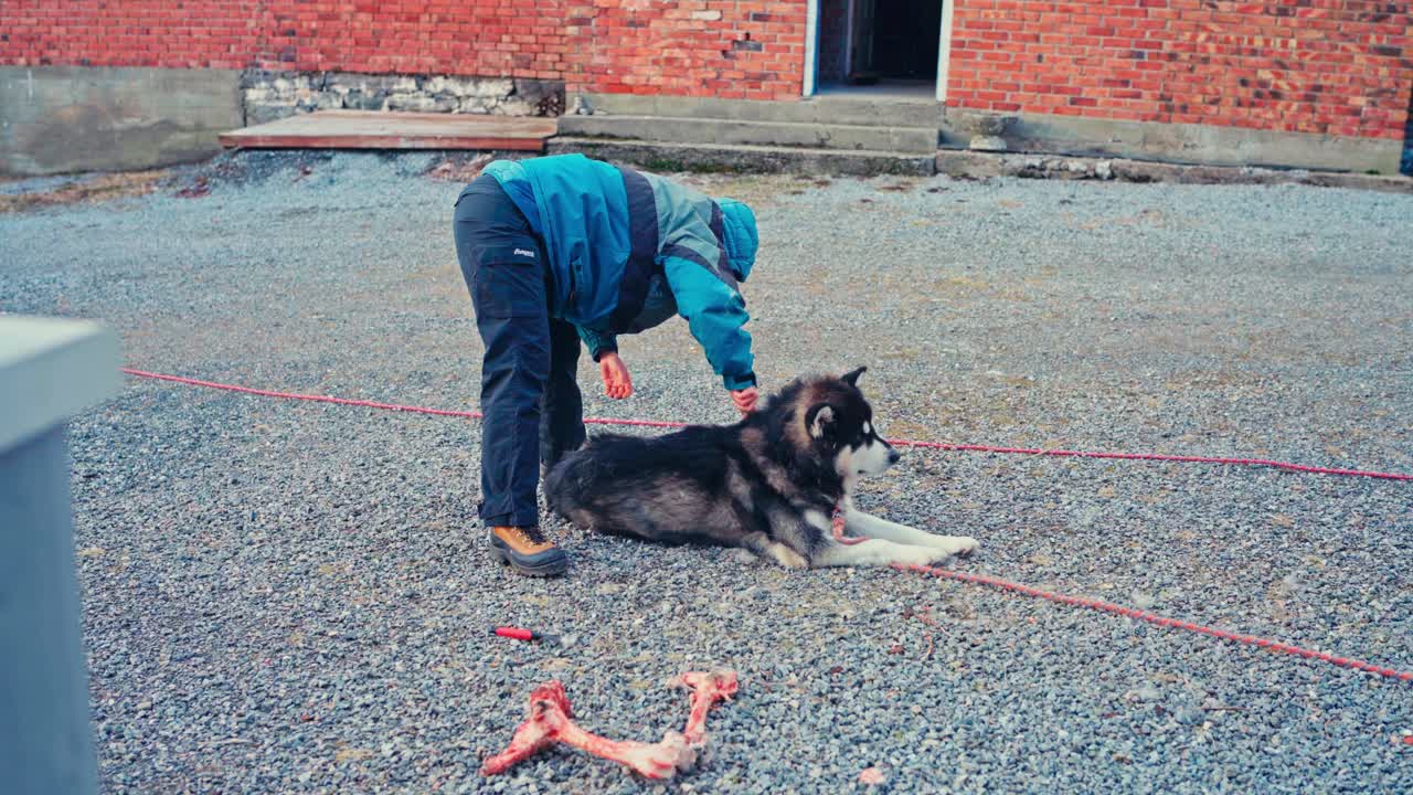 A Man Brushes His Dog’s Fur as the Wind Carries Away the Loose Hairs - Handheld Shot