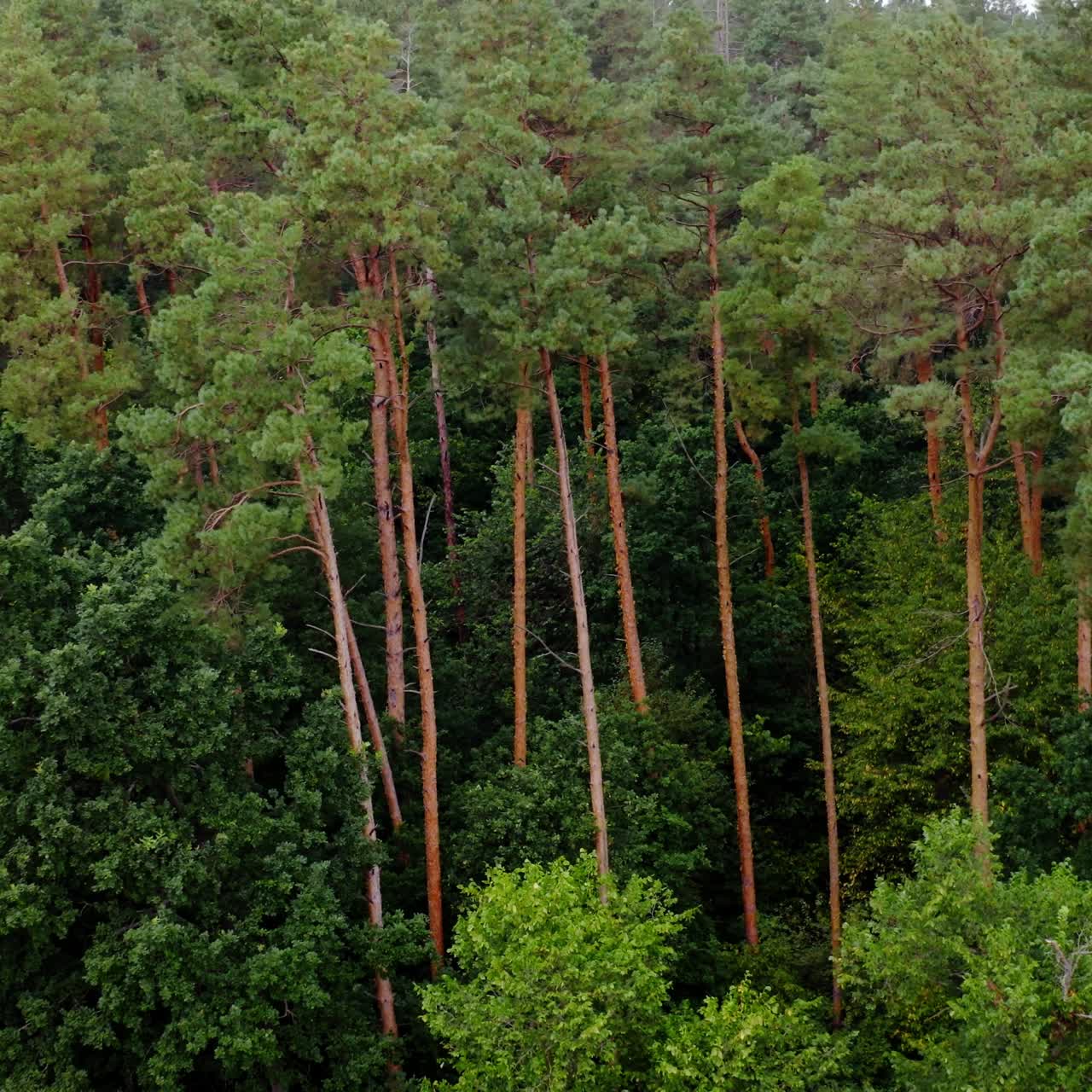 Pine trees. Green forest in summer. Background of tall trees in the wood. Beautiful nature.Motion camera to the right.