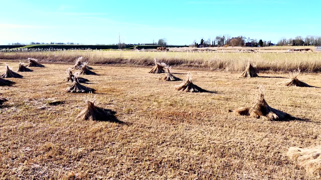 Drone view of bundles of reeds drying in the sun in the Netherlands low dolly shot