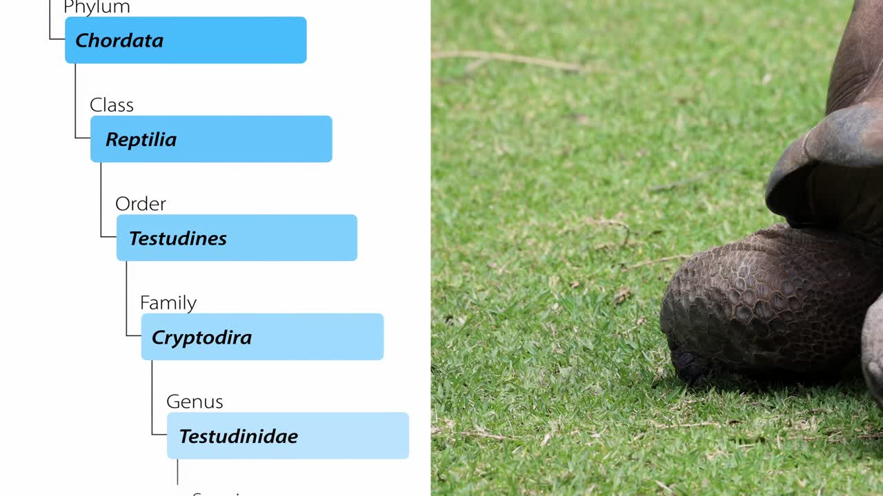 Close-up of Aldabra tortoises on grass with a detailed taxonomy chart.
