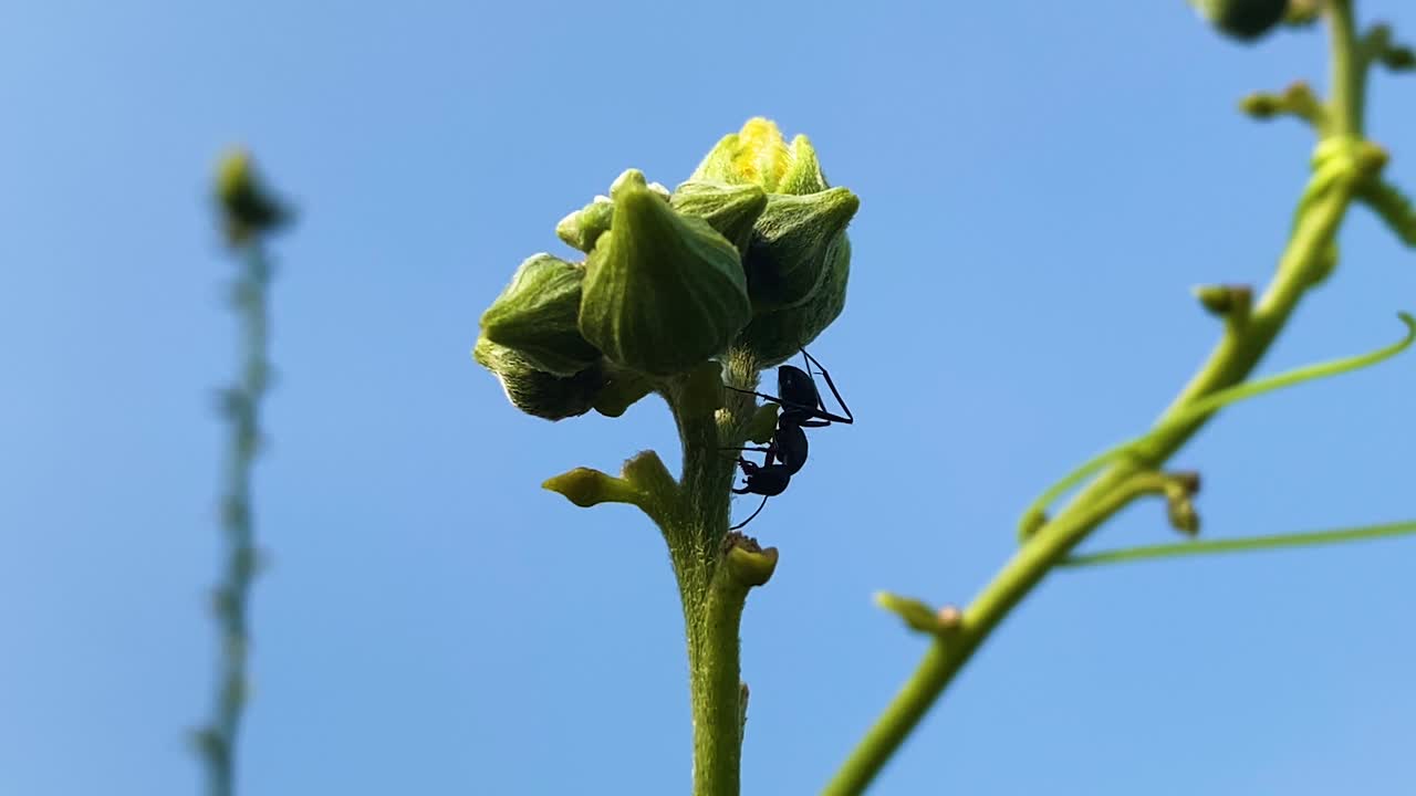 Common Black Ant On A Plant Bud Against Blue Sky. Selective Focus Shot