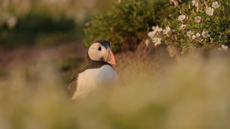 puffin walking and entering burrow, atlantic puffin bird behavior going into its burrow and nest on skomer island, amazing animal bird behaviour in low angle shot, uk birds and wildlife
