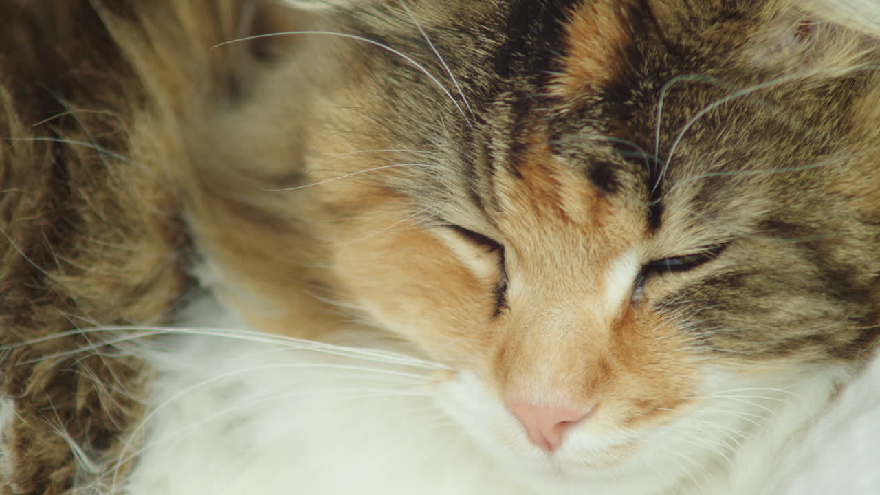 tiro macro, gato del bosque noruego mirando hacia la cámara