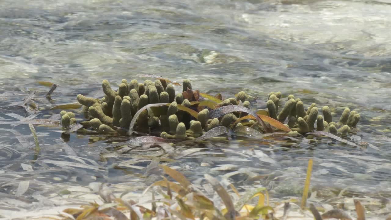 Seaweed clusters swaying in clear shallow river water, with sunlight reflecting on the surface