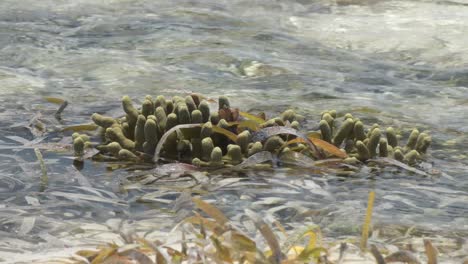 seaweed clusters swaying in clear shallow river water, with sunlight reflecting on the surface