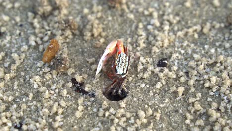 Wild-male-sand-fiddler-crab-with-one-distinctive-enlarged-claw,-feeding-on-micronutrients-and-create-tiny-balls-of-sand-as-the-byproduct-around-its-burrow,-close-up-shot