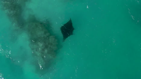 straight down aerial view of a manta ray in clear water