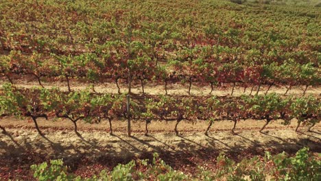 vineyard landscape