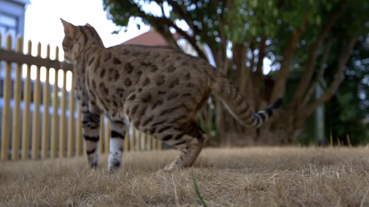 un gato de bengala en la hierba