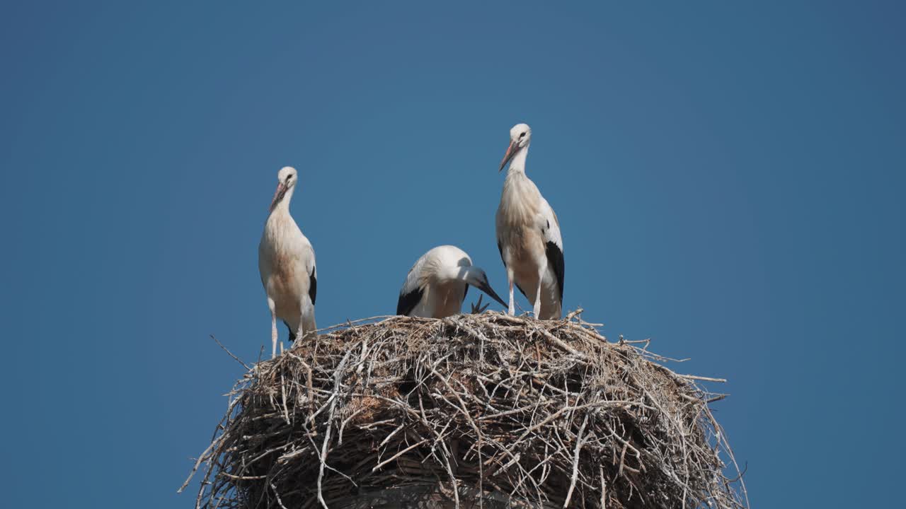 유명한 스토크 마을인 루흐슈타트 (ruhstadt) 에서 푸른 구름 없는 하늘을 배경으로 둥지에 있는 어린 새끼와 함께 스토크 가족