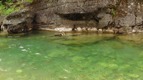 German-Shepherd-cooling-off-in-creek,-McDonald-Creek,-Glacier-NP