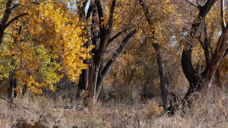 autumn scenic along the arkansas river valley in southern colorado