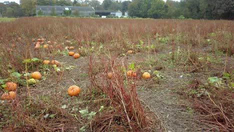 Neigungsschuss-Von-Orangefarbenen-Kürbissen-In-Bauernfeldbäumen-Im-Herbst