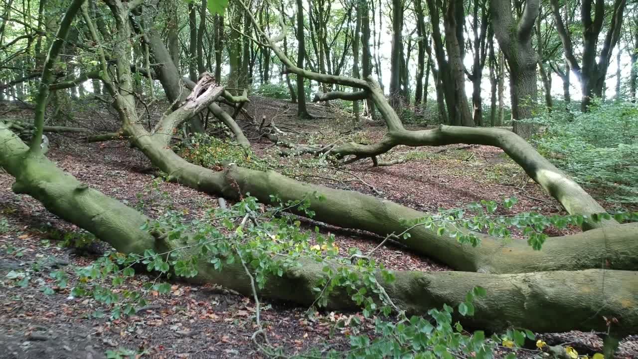삼림 지대 나무를 통해 이동 - 단풍