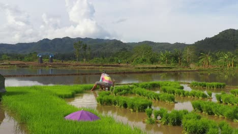 Man-Working-On-Fields-Harvesting-Rice-Sprouts-At-Countryside-Of-Southern-Leyte,-Philippines