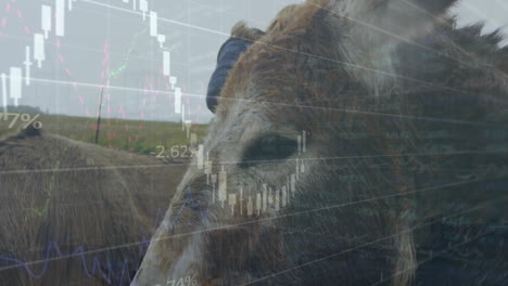 animation of financial data processing over cows in field